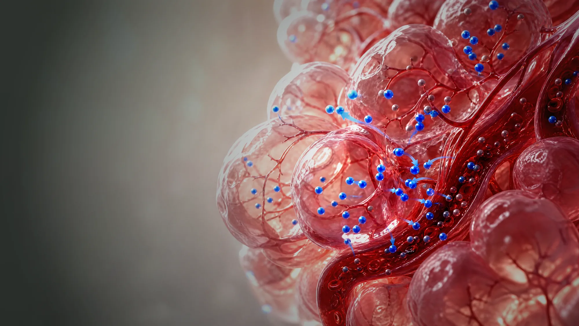 Des alvéoles pulmonaires vues de près, translucides comme du verre soufflé, l'oxygène passant dans les capillaires